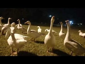 White Geese Sounds