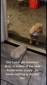 60K views · 629 reactions | Funny big vs small dogs #shortsreels #dogsoftiktok #dogs #animals #funnydogs | Pets and Animals | Facebook