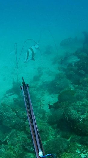 Big Red Emperor flared up on a deep drop #fyp #spearfishing #fishing | Zachary.Schmidt