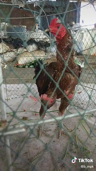 Adult Rooster Care in Backyard Enclosure