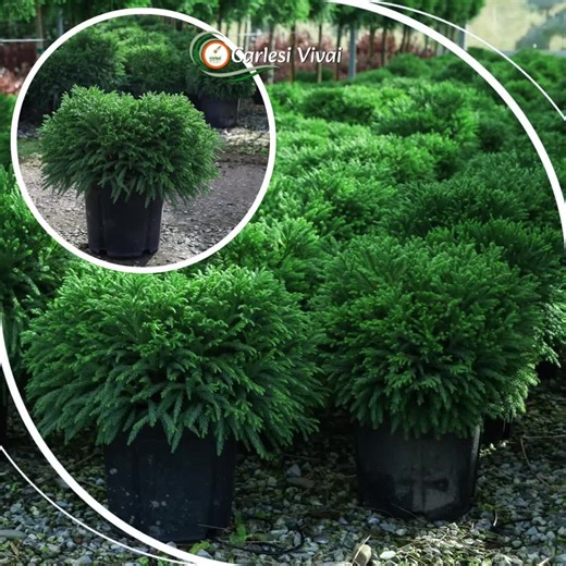 Nurserymen for three generations. Our family has been producing ornamental plants since 1959. We are specialists in ornamental plants,trees,bio spalier,conifers,shrubs. Photinia,betula,camelia,malus,nandina,nerium,picea,prunus,tracheospermum,yucca,ecc visit our website - https://www.carlesivivai.it/ Contacts Phone 39 0573 545236 Email info@carlesivivai.it Via di Sant’Angiolo 83, 51100 Pistoia (Italy) #abies #acer #albizia #amalanchier #azalea #bambusa #Plants #buxus #carpinus #ItalianNurseries #