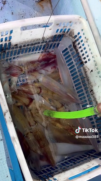 イカメタル楽しすぎでしょ🦑💜 今年初めてイカメタル連れてってもらってからハマっちまった🙆🏽‍♀️ この日は🦑31杯釣りました✌🏾✨ #イカメタル #白イカ #剣先イカ #ケンサキイカ #スルメイカ #釣り #イカ #イカ釣り #釣りガール #エギング #エギング修行中 #福井 #日本海