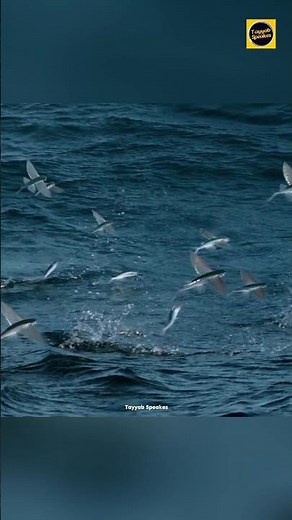 The Flying Fish 😱