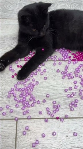 🌈🐾ASMR Cat Satisfying #asmr #cat #shortvideo #funny #talkingtoys