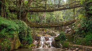 Los 8 bosques más impresionantes del mundo (que puedes visitar a través de Google Earth)