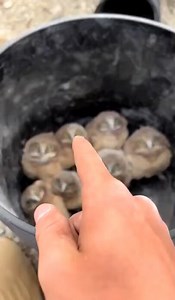 Wildlife conservationist placing baby burrowing owls back in their burrow.🦉🤣