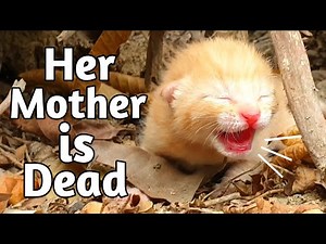 Homeless Kitten Searching for Mama, Now Safe and Loved