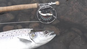 5.2K views · 67 reactions | Do you Hitch?... 'Hitching' is a fast growing branch of our sport and it’s easy to see why. Highly visible and leading to explosive top of the water action, many believe it is the finest way to catch Atlantic salmon. This technique isn’t the sole domain of the Atlantics however, and can be used to great effect on a wide range of game fish. So, do you hitch? Let us know down below...  | Loop Tackle | Facebook