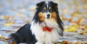 Shetland Sheepdog Breed Guide