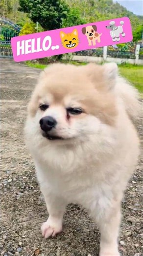 Cute dogs and cats come out to play in the morning #dog #shorts #cat #youtube #dogshorts #catshorts