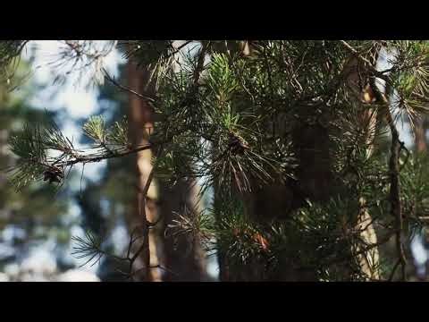 Forest Noises • Soothing Sounds of Nature