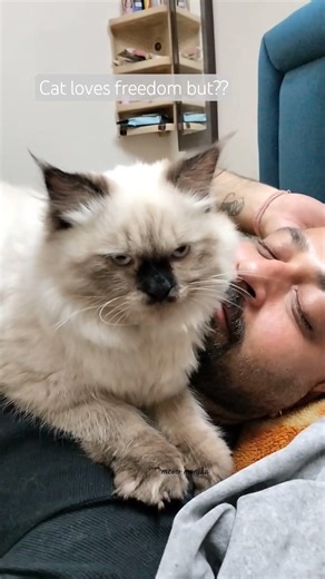 The Truth About Leaving Cats Home Alone 😳 #meowfamily #cat #catshortvideos
