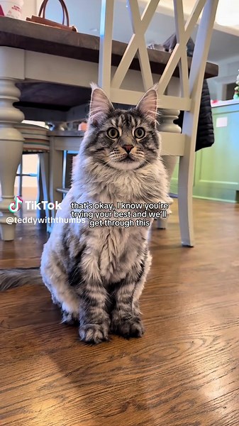 Solutions Oriented Maine Coon Cat for Sale