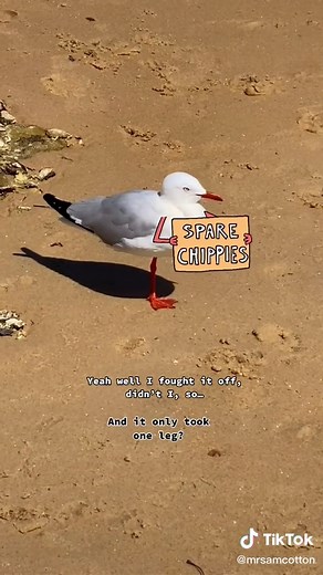 Funny One-Legged Seagull Meme