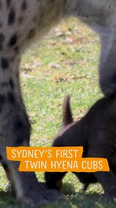 🐾 Meet Sydney's FIRST twin hyena cubs at Sydney Zoo! 🎟️ Get your tickets now to experience the cuteness! | Sydney Zoo