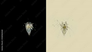 The crustacean larva, Cirripedia nauplios under a microscope, for some time exists in the water column, feeds and reaches the adult stage, settles on the substrate