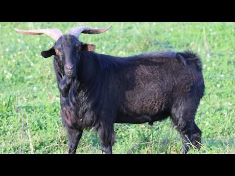 Black Spanish Goats | Rugged Meat Producers