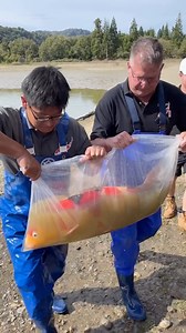 51K views · 1K reactions | Can’t wait to go back To Japan's Fish Grounds ❤️ #koi #fish #japan #travel #culture | The Koi Partner | Facebook