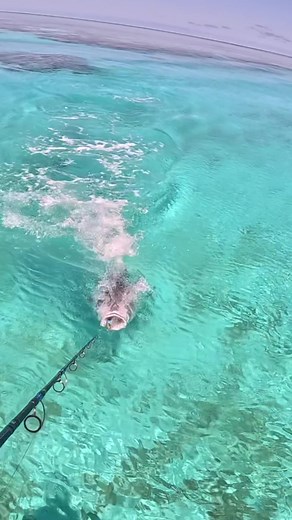 Giant Fish eats huge lure boatside!! #fyp #foryou #fishing #fishtok #gianttrevally #fish Full video on YouTube :)