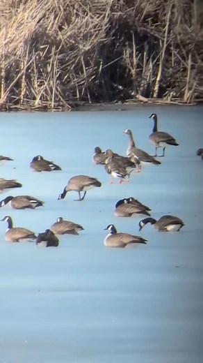 📣 SPOTTED! Greater White-fronted Geese through the scope! Spring Migration is officially underway! #horiconmarsh #birdnerd #outdooreducation #birdsofinstagram #natureeducation #birding #dodgecountywi #discoverwisconsin #birdingphotography #travelwisconsin #wisconsinbirds #springmigration #birdmigration | Friends of Horicon Marsh Education and Visitor Center