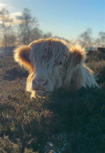 Highland Cow Walk at Curbar Gap