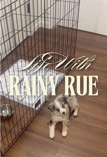 8-Week Mini Aussie Puppy Being Mischievous — Cute Chaos