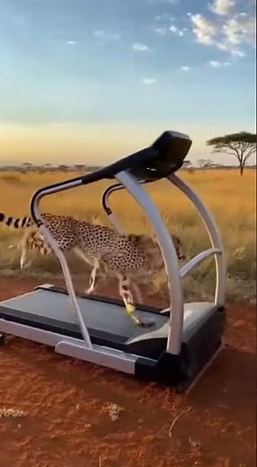 Smooth Operator: Cheetah Running in Slow Motion 🎥🐆 #slowmo #nature #shorts #majestic