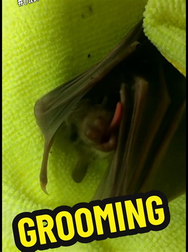 ‏Baby bat grooming to the beat 😁 #bat #baby #puppy #grooming #clean