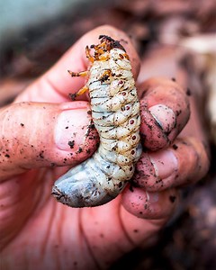 48K views · 415 reactions | How does eating insects impact the environment? | Origins of Food | Facebook
