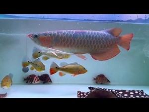 Big Tank, Big Arowana: The Ultimate Tank Size Guide for Premium Arowanas