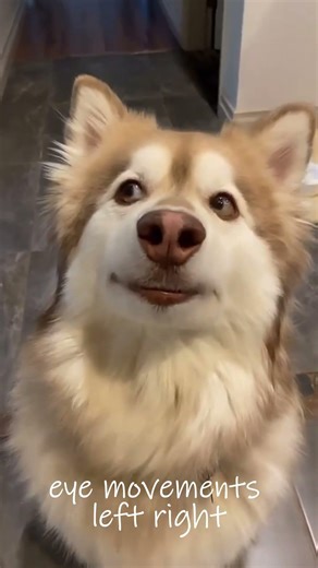 Top 5 Dog Tricks That Will Blow Your Mind 🐶🔥 #dog #pets #shorts #animals