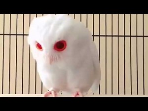 albino owl