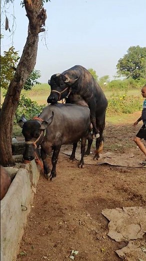 🐃 Buffalo Breeding Process Explained | Educational Animal Husbandry Video | Dairy Farm Guide