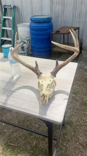 Buck Maceration #hunting #deer #bucks