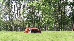 A video to show you behind the scenes on our farm and the story of our home produced beef. | Ardross Farm