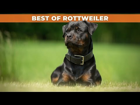 BEST OF ROTTWEILER - THE SUPER STRONG DOG BREED