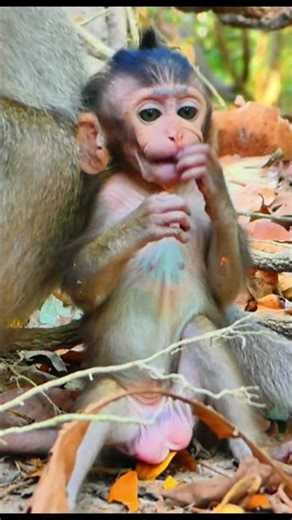 Life of Monkeys: Baby monkey gets beaten by its mother for eating improperly.