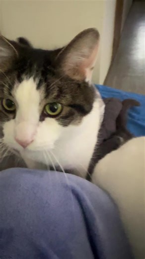 He was so over it 😂 #catsoftiktok #catlover #cat #fyp #funnyvids