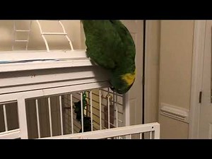 Amazon parrot whistles songs