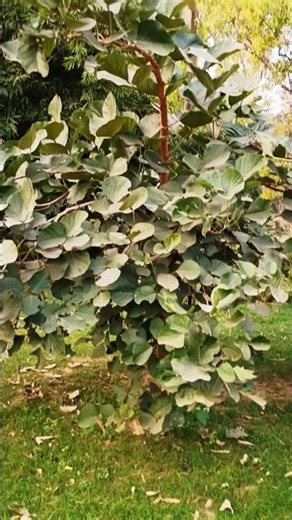 Palash tree - Butea monosperma #sacredtree #gardening #nature #shorts