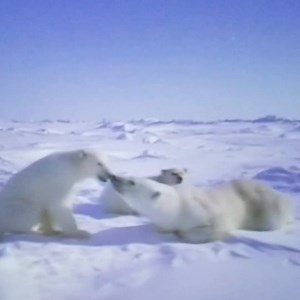 Did you have time to take a little side trip on WHISPER MODE yet? ❄️ Friday is your last chance for a nostalgic final flight on the Wild Arctic simulator ride! P.S. The simulator ride will be closed after Jan. 10, but the belugas, walruses, and seals are here to stay! | SeaWorld San Diego