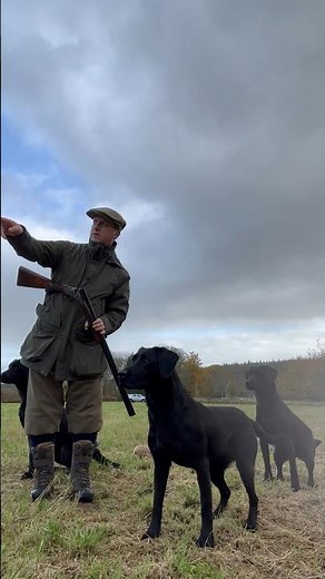 Driven Pheasant Shooting with Labrador Retriever Gundogs! #dogtraining #gundogtraining