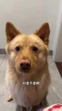 Dogs' Daily Adventures: Real-Life Playtime Unleashed