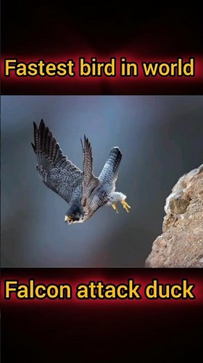 (the best) peregrine falcon vs Duck