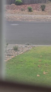 Wait for it...then watch our typical weekly viewing here.. #sonomacounty #wildlife #albino #squirrel | Hillary Reeves