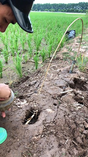 337K views · 2.9K reactions | It's hard for the bird to spot the trap #reels #reelsfb | Trap Bird | Facebook