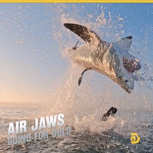 Who's ready to break some shark records? We're bringing in the super sharks TONIGHT for #SharkWeek on Discovery and discovery ! 8p Air Jaws: Going for Gold 9p Jaws Awakens: Phred vs Slash 10p Expedition Unknown: Shark Trek 11p Josh Gates Tonight | Shark Week