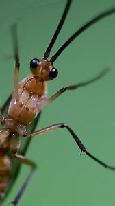 21K views · 582 reactions | A wasp-like looking male ant  #AntsCanada #ACfamily #antloveforever | AntsCanada | Facebook