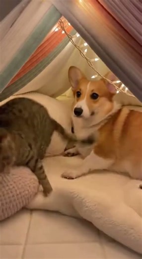 Kissenfestung In einem Nest aus Decken und Kissen umarmt ein Corgi die Katze wie einen Teddybär. 😂