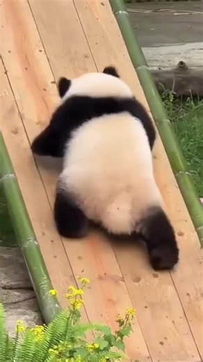 Panda slide #panda #playin #fyp #viral